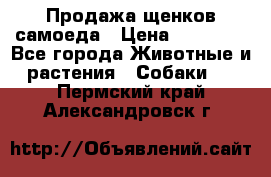 Продажа щенков самоеда › Цена ­ 40 000 - Все города Животные и растения » Собаки   . Пермский край,Александровск г.